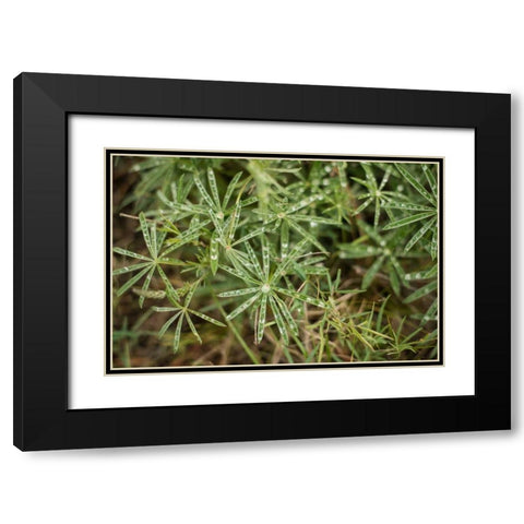Leaves with Dew Black Modern Wood Framed Art Print with Double Matting by Berzel, Erin