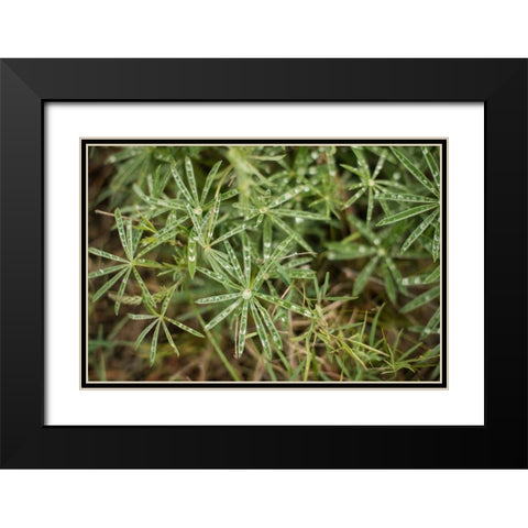 Leaves with Dew Black Modern Wood Framed Art Print with Double Matting by Berzel, Erin