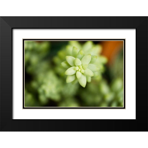 Macro Succulent II Black Modern Wood Framed Art Print with Double Matting by Berzel, Erin