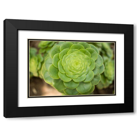 Macro Succulent III Black Modern Wood Framed Art Print with Double Matting by Berzel, Erin
