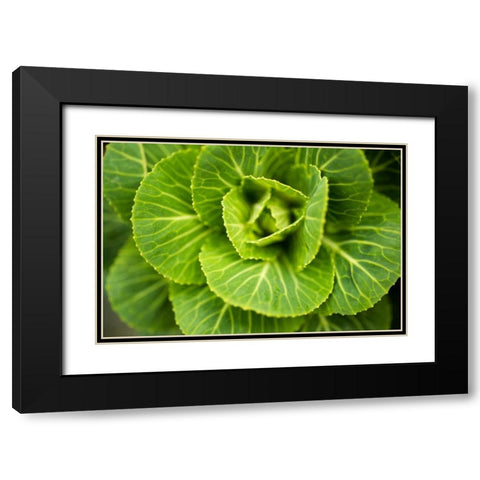 Cabbage Detail Black Modern Wood Framed Art Print with Double Matting by Berzel, Erin