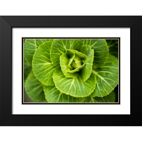 Cabbage Detail Black Modern Wood Framed Art Print with Double Matting by Berzel, Erin
