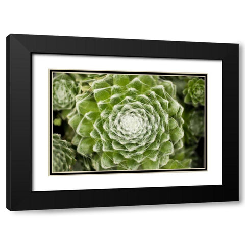 Arachnoideum Succulent I Black Modern Wood Framed Art Print with Double Matting by Berzel, Erin