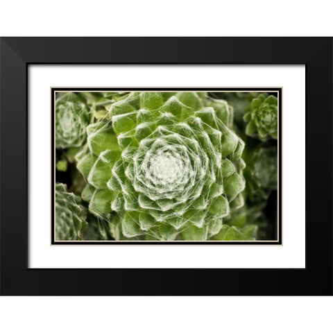 Arachnoideum Succulent I Black Modern Wood Framed Art Print with Double Matting by Berzel, Erin