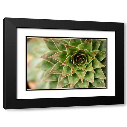 Sempervivum Succulent I Black Modern Wood Framed Art Print with Double Matting by Berzel, Erin