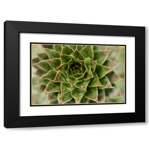 Sempervivum Succulent II Black Modern Wood Framed Art Print with Double Matting by Berzel, Erin