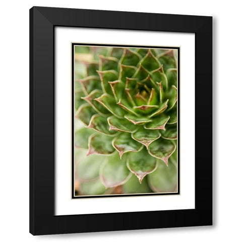 Sempervivum Succulent III Black Modern Wood Framed Art Print with Double Matting by Berzel, Erin