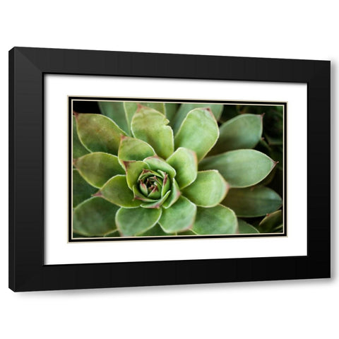 Sempervivum Rupicolum I Black Modern Wood Framed Art Print with Double Matting by Berzel, Erin