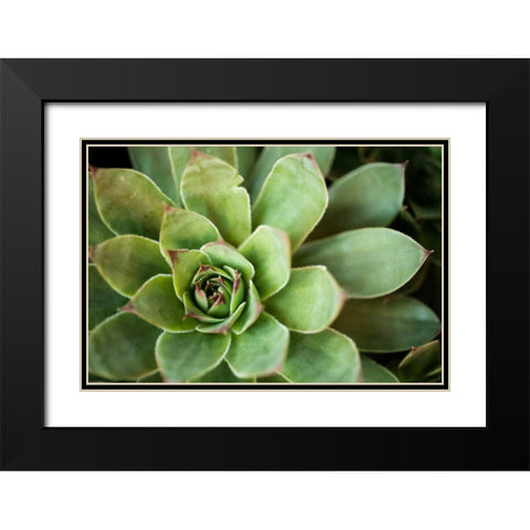Sempervivum Rupicolum I Black Modern Wood Framed Art Print with Double Matting by Berzel, Erin