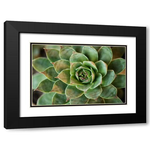 Sempervivum Rupicolum II Black Modern Wood Framed Art Print with Double Matting by Berzel, Erin
