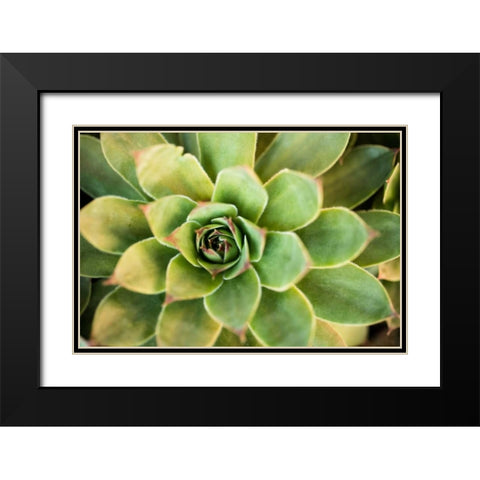Sempervivum Rupicolum III Black Modern Wood Framed Art Print with Double Matting by Berzel, Erin