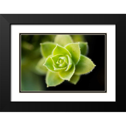 Succulent Blossom I Black Modern Wood Framed Art Print with Double Matting by Berzel, Erin