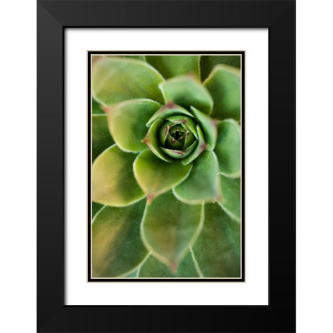 Sempervivum Rupicolum IV Black Modern Wood Framed Art Print with Double Matting by Berzel, Erin