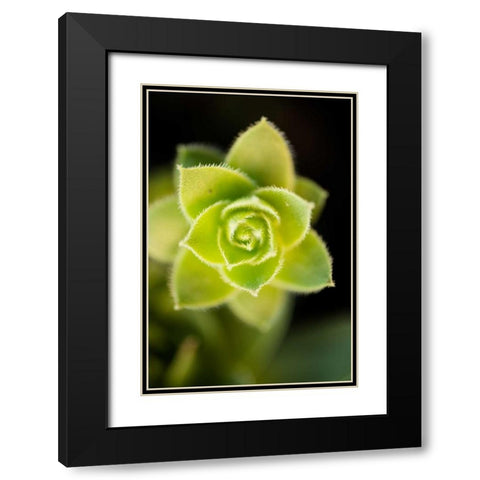 Succulent Blossom II Black Modern Wood Framed Art Print with Double Matting by Berzel, Erin