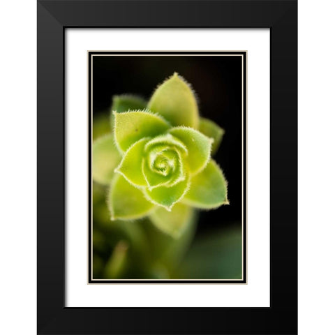 Succulent Blossom II Black Modern Wood Framed Art Print with Double Matting by Berzel, Erin