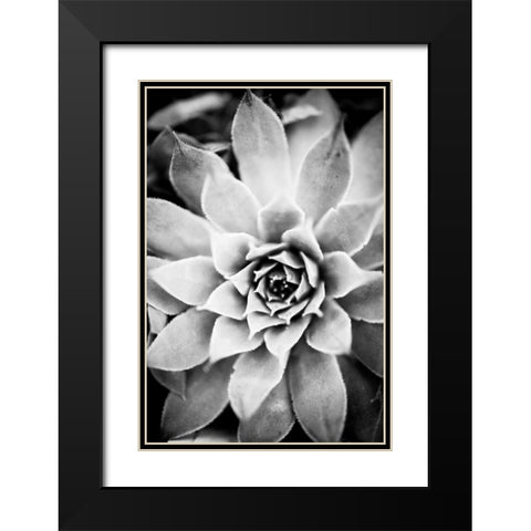 Monochrome Succulent I Black Modern Wood Framed Art Print with Double Matting by Berzel, Erin