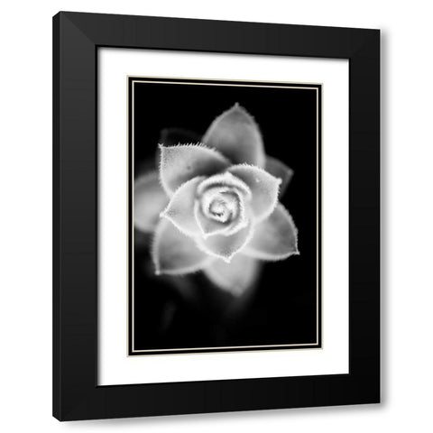 Monochrome Succulent II Black Modern Wood Framed Art Print with Double Matting by Berzel, Erin