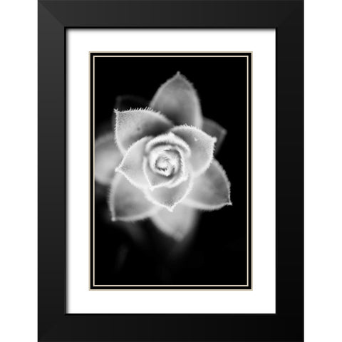 Monochrome Succulent II Black Modern Wood Framed Art Print with Double Matting by Berzel, Erin