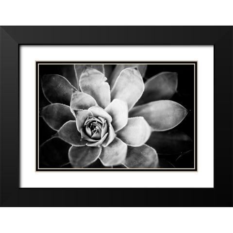 Monochrome Succulent IV Black Modern Wood Framed Art Print with Double Matting by Berzel, Erin
