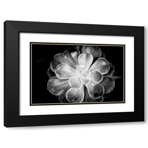 Monochrome Succulent VI Black Modern Wood Framed Art Print with Double Matting by Berzel, Erin