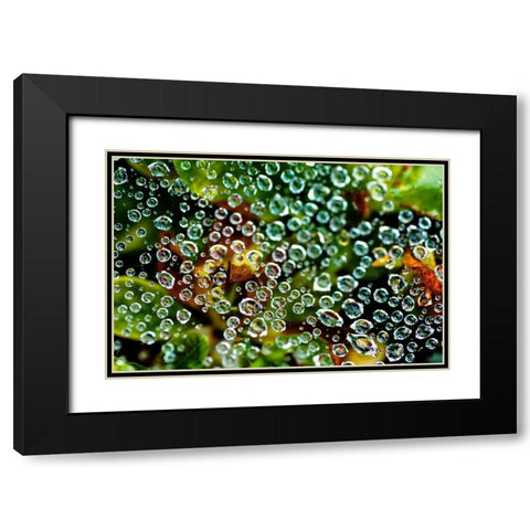 Spider Web Dew I Black Modern Wood Framed Art Print with Double Matting by Berzel, Erin