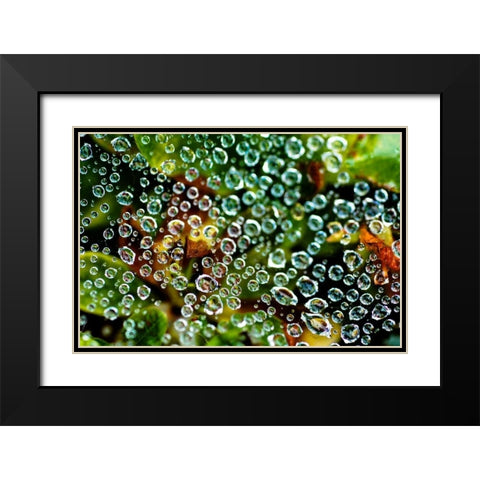 Spider Web Dew I Black Modern Wood Framed Art Print with Double Matting by Berzel, Erin