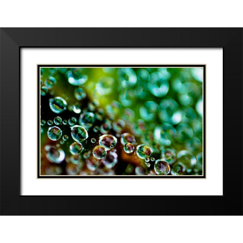 Spider Web Dew II Black Modern Wood Framed Art Print with Double Matting by Berzel, Erin