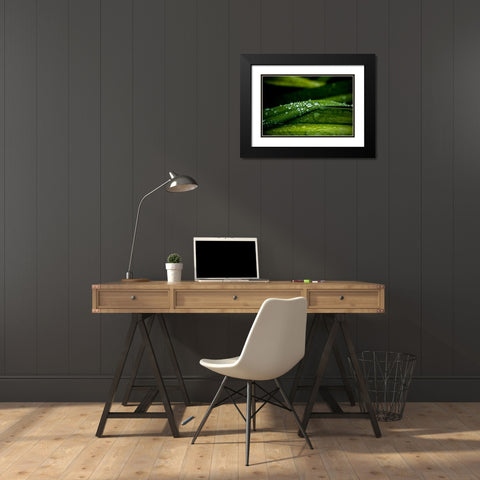 Dew on Grass Black Modern Wood Framed Art Print with Double Matting by Berzel, Erin