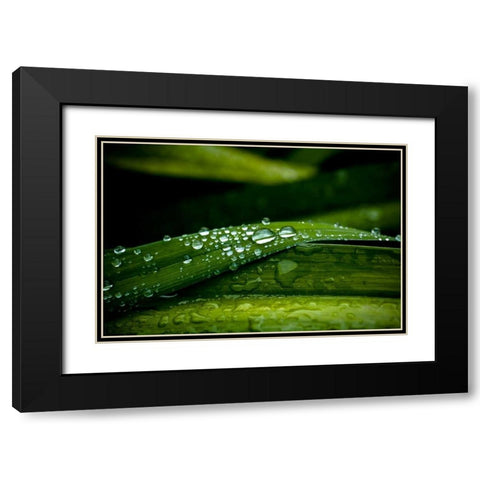 Dew on Grass Black Modern Wood Framed Art Print with Double Matting by Berzel, Erin