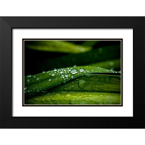 Dew on Grass Black Modern Wood Framed Art Print with Double Matting by Berzel, Erin
