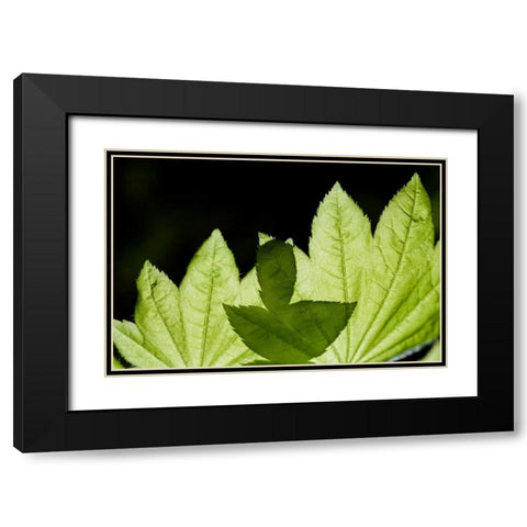 Illuminated Leaves Black Modern Wood Framed Art Print with Double Matting by Berzel, Erin