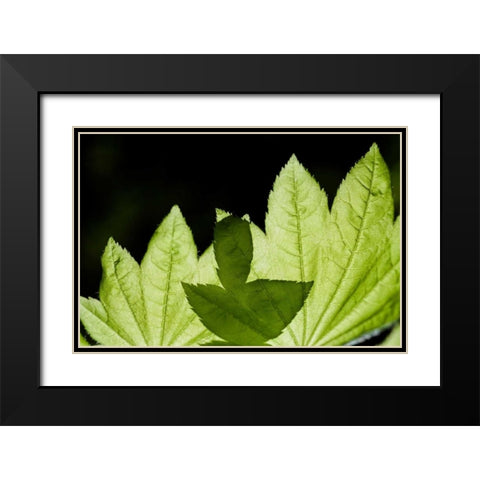 Illuminated Leaves Black Modern Wood Framed Art Print with Double Matting by Berzel, Erin