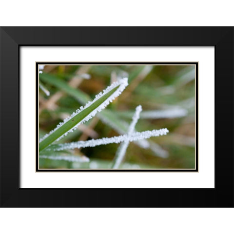 Morning Frost II Black Modern Wood Framed Art Print with Double Matting by Berzel, Erin