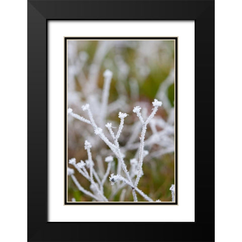 Winter Frost I Black Modern Wood Framed Art Print with Double Matting by Berzel, Erin