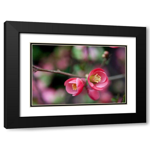 Pink Blossoms Black Modern Wood Framed Art Print with Double Matting by Berzel, Erin