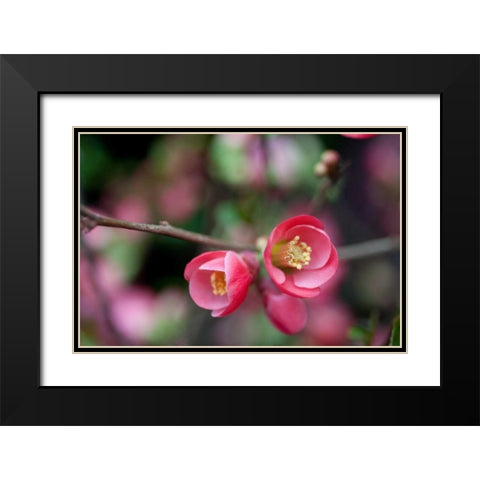 Pink Blossoms Black Modern Wood Framed Art Print with Double Matting by Berzel, Erin