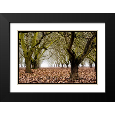 Hazel Tree Grove I Black Modern Wood Framed Art Print with Double Matting by Berzel, Erin