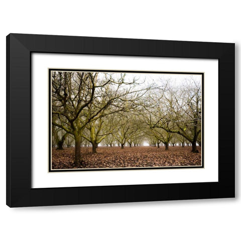 Hazel Tree Grove II Black Modern Wood Framed Art Print with Double Matting by Berzel, Erin