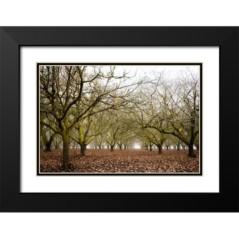 Hazel Tree Grove II Black Modern Wood Framed Art Print with Double Matting by Berzel, Erin