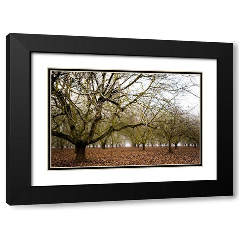 Hazel Tree Grove III Black Modern Wood Framed Art Print with Double Matting by Berzel, Erin
