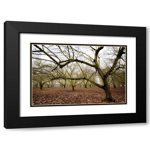 Hazel Tree Grove IV Black Modern Wood Framed Art Print with Double Matting by Berzel, Erin