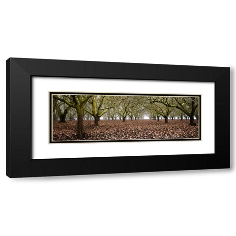 Hazel Tree Grove Pano I Black Modern Wood Framed Art Print with Double Matting by Berzel, Erin