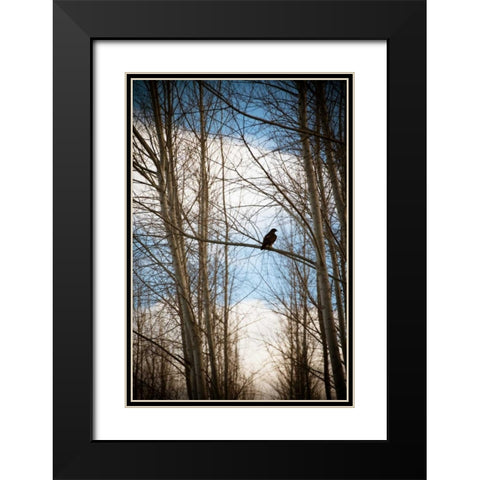 Hawk Silhouette Black Modern Wood Framed Art Print with Double Matting by Berzel, Erin
