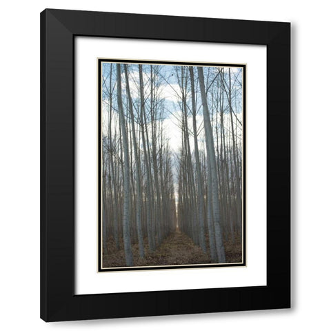 Pacific Albus Grove Black Modern Wood Framed Art Print with Double Matting by Berzel, Erin