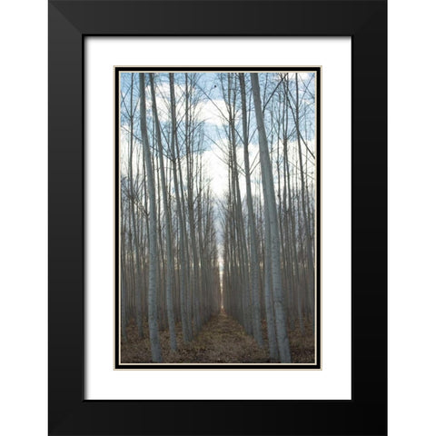 Pacific Albus Grove Black Modern Wood Framed Art Print with Double Matting by Berzel, Erin