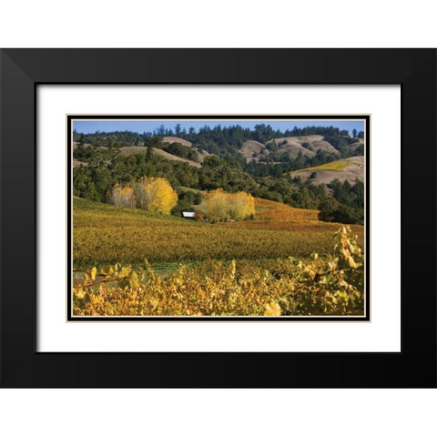 Barns and Vineyards II Black Modern Wood Framed Art Print with Double Matting by Crane, Rita