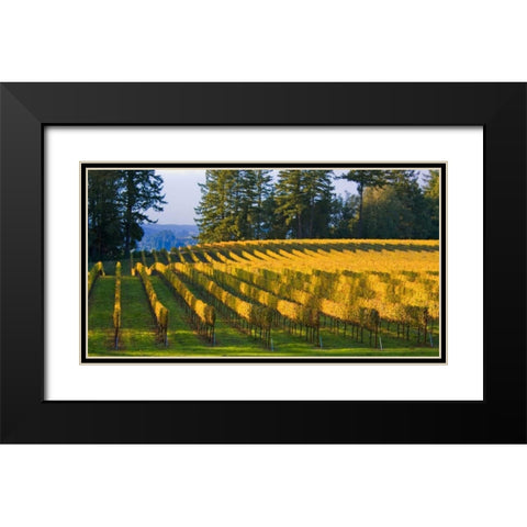 Golden Rows IV Black Modern Wood Framed Art Print with Double Matting by Crane, Rita