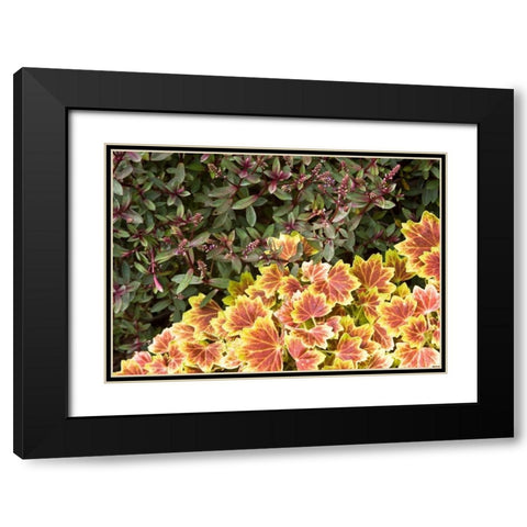Garden Glimpse IX Black Modern Wood Framed Art Print with Double Matting by Crane, Rita