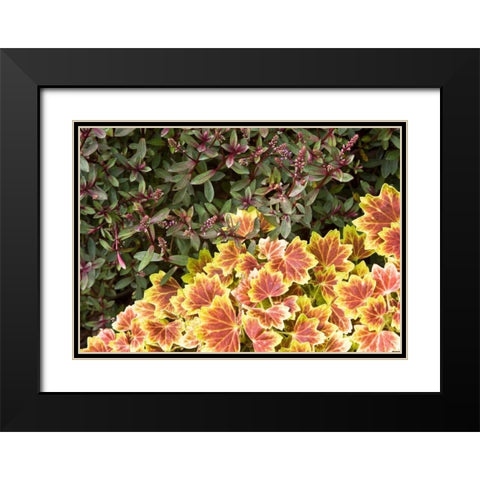 Garden Glimpse IX Black Modern Wood Framed Art Print with Double Matting by Crane, Rita