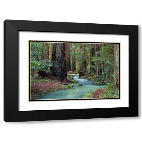 Redwood Forest II Black Modern Wood Framed Art Print with Double Matting by Crane, Rita